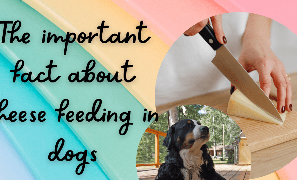 cheese feeding in dogs