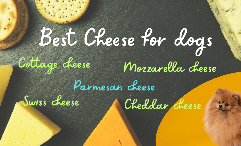 best cheese for dogs