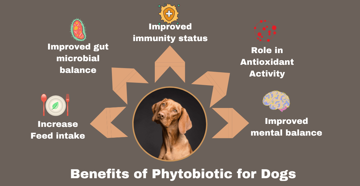 phytobiotics for dogs