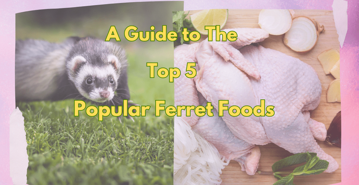 POPULAR FERRET FOODS