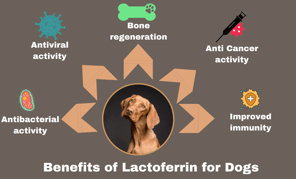 benefits of lactoferrin for dogs 