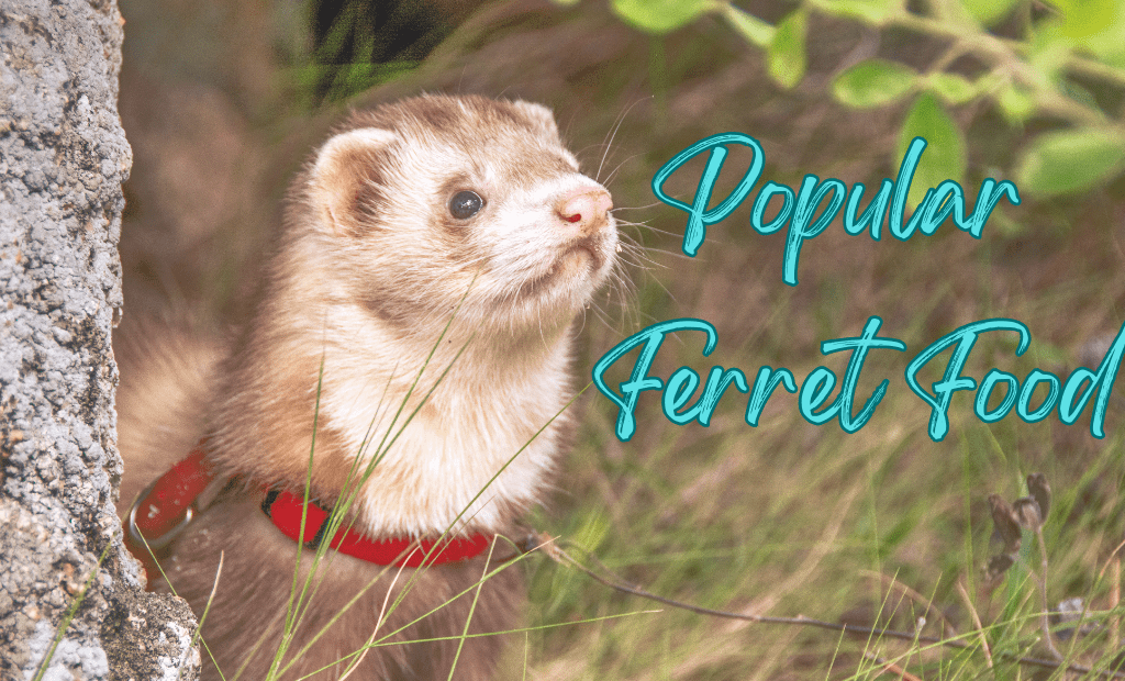 popular ferret foods