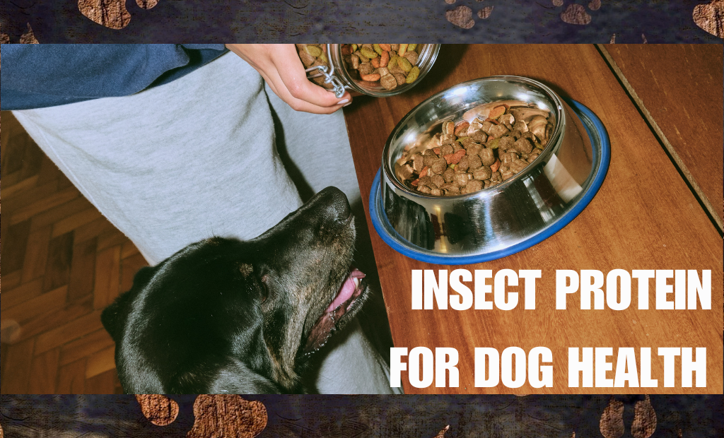  Insect Protein for Dog Health