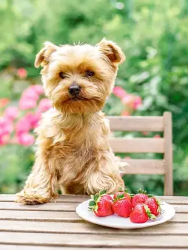 Toxic Berries That Pose Risks to Your Pet's Health