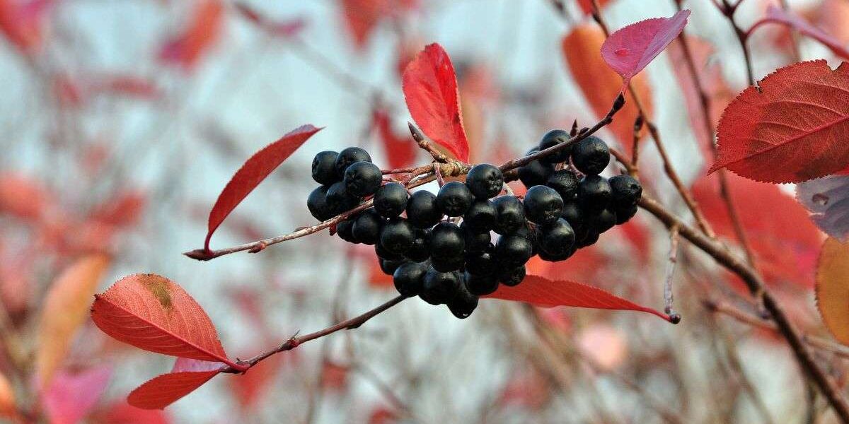 A Guide: 6 Key Health Benefits of Chokeberry for Your Pet