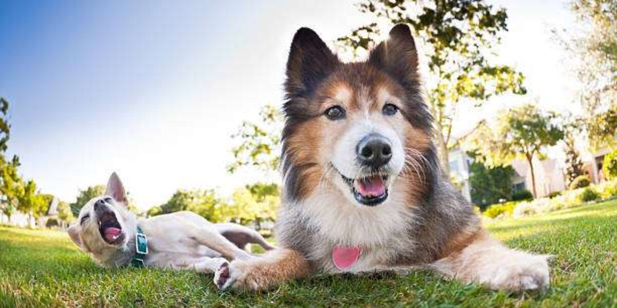 The Right Amount: Feeding Guidelines for Shetland Sheepdogs